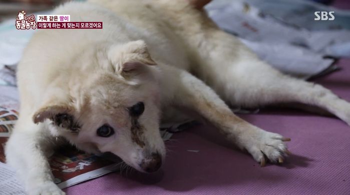 20년간 함께한 반려견이 ‘치매’ 앓아 혼자 대소변도 못 가리자 마음 아파 오열한 보호자