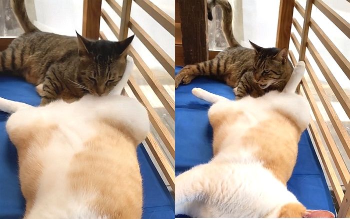 여자친구 엉덩이 그루밍해 주다 ‘방귀’ 냄새 맡고 정신 혼미해진 고양이