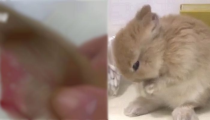 귀엽게 보이면 더 비싼 값에 팔린다며 살아있는 ‘토끼 귀’ 잘라내 판매한 업자들
