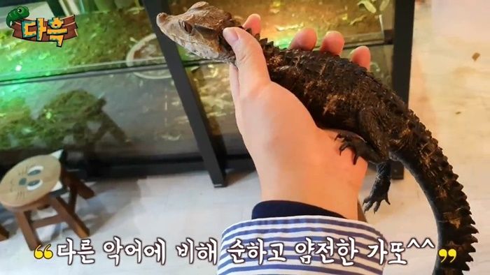 인사이트