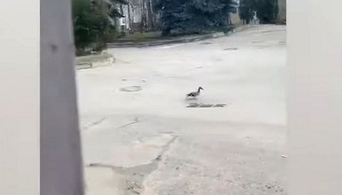 새끼들이 맨홀 틈으로 우르르 떨어지자 발 동동 구르며 제자리 맴도는 어미 오리