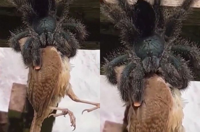 거대 거미 타란툴라가 자기보다 3배 큰 참새를 잡아먹는 ‘충격적인’ 영상
