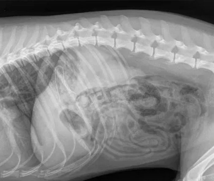 산책 후 복통 호소하는 강아지 병원 데려간 주인이 공개한 ‘엑스레이’ 사진