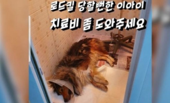 죽은 강아지 살아있는 척 글 올려 후원금 600만원 챙긴 유기견보호소