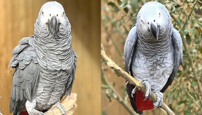“뚱땡이들아~ 꺼져”…관람객들에 팩트 폭행해 억울하게 자가격리 당한 앵무새들