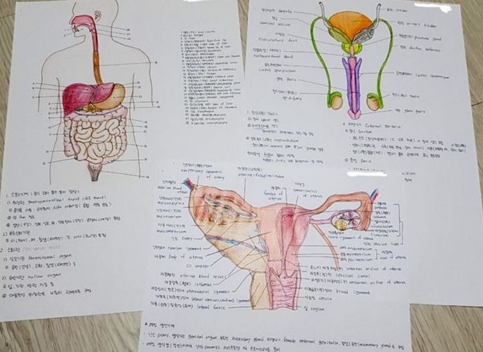 필기 노트서 미대생만큼 훌륭한 그림 솜씨 뽐내는 간호학과생들