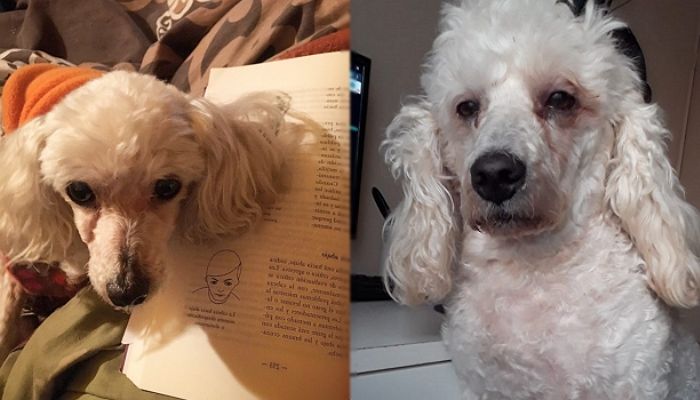 과제 하는 주인 위해 이틀 동안 함께 밤새워 다크써클 내려온 ‘천사’ 댕댕이