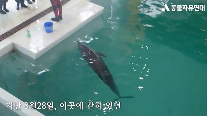“사람들 앞에서 묘기 부려야 밥 먹을 수 있었던 제주 돌고래 ‘안덕이’가 세상을 떠났습니다”