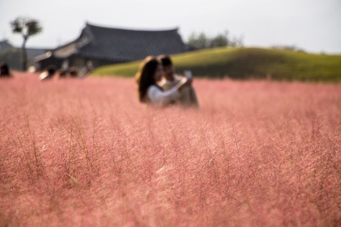 인생샷 맛집으로 인기인 ‘핑크뮬리’ 생태계 교란시키는 ‘위험 식물’이었다