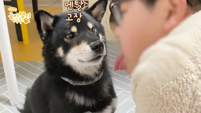 “매일 혀로 날 핥아주는 반려견을 역으로 핥아보았다” (실험영상)