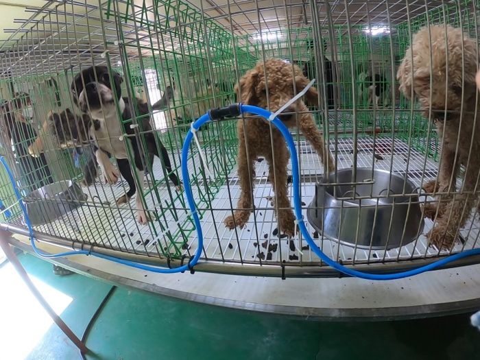 전남 나주시 유기동물보호소, 알고보니 ‘강아지 공장·경매장’이었다