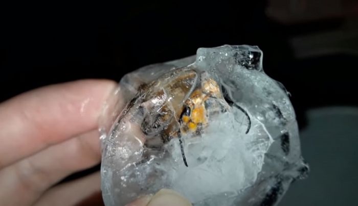 쏘이면 사망할 수도 있는 ‘장수말벌’을 냉동실에 넣어 꽁꽁 얼렸다 녹여보았다 (영상)