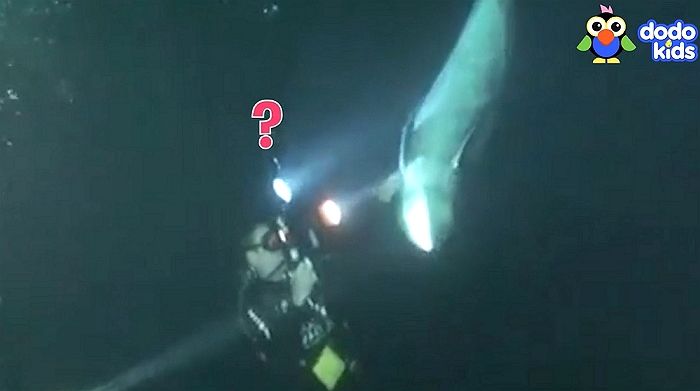 낚싯줄에 엉킨 돌고래가 우연히 잠수부 만나자 ‘하트 날리며’ 보인 행동 (영상)
