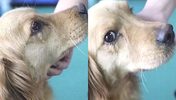 ‘보신탕집’에서 도살 직전 구조된 강아지는 사람 손길에 눈물을 쏟아냈다