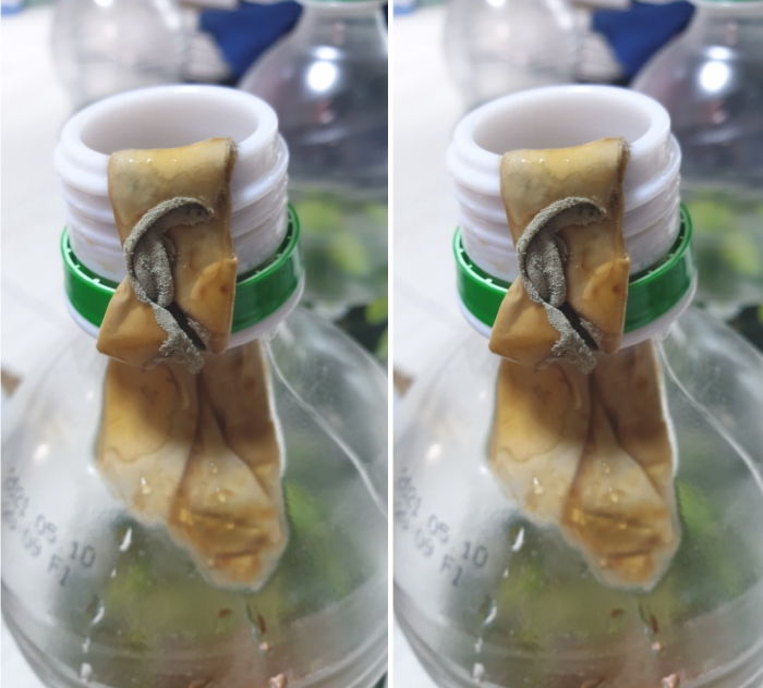 “유명 브랜드 매실주스 원샷했는데 곰팡이 핀 ‘콘돔’ 모양 이물질 나왔어요”