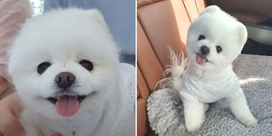 스타견 이미지