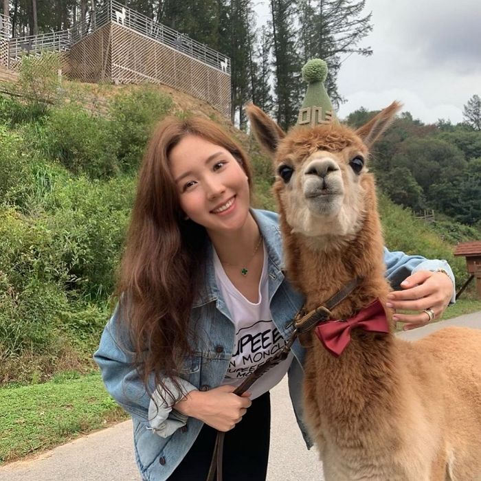 ‘알파카’와 다정 셀카 수십장 찍을 수 있는 가을여행 명소 홍천 ‘알파카월드’ (영상)