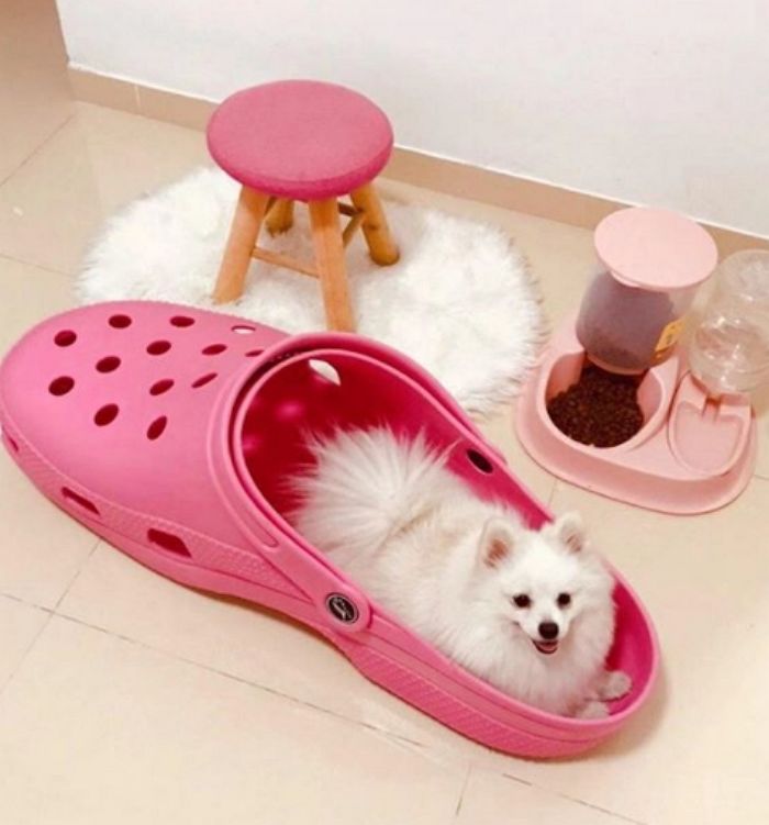 매일 신발 물어뜯는 우리집 댕댕이를 위한 초대형 ‘슬리퍼 침대’