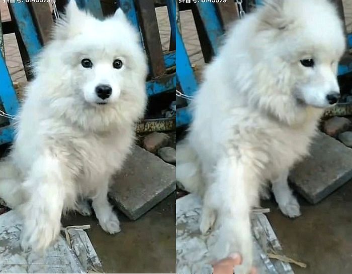 보신탕집에 팔려 간 ‘아메리칸 에스키모 도그’가 행인에 손 내민 뒤 일어난 기적