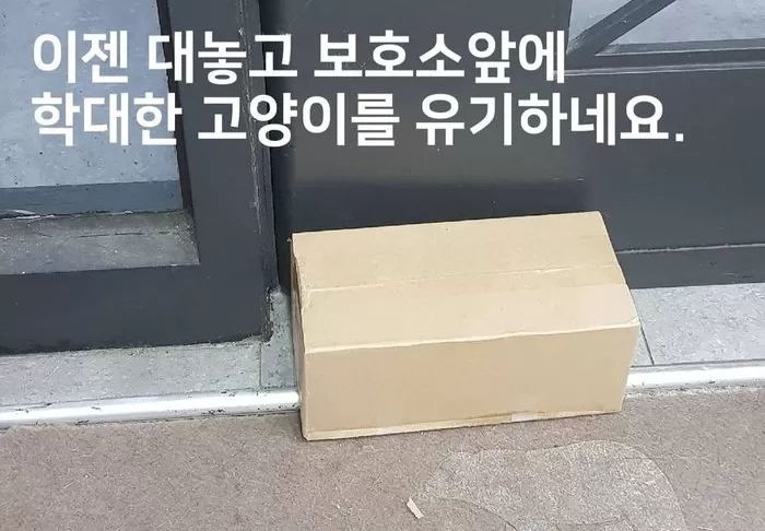 ‘몸무게 540g’···꼬리 잘린 채 동물보호소 앞에 버려진 스코티시 폴드