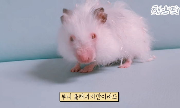 100살 할아버지 햄스터와 함께 살며 눈물로 쓴 ‘이별 일기’ (영상)