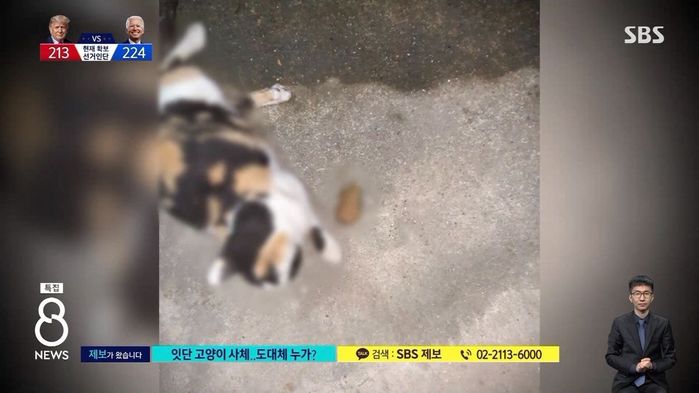 음식으로 유인해 철사로 쪼아 죽이는 울산 ‘고양이 연쇄 살해범’