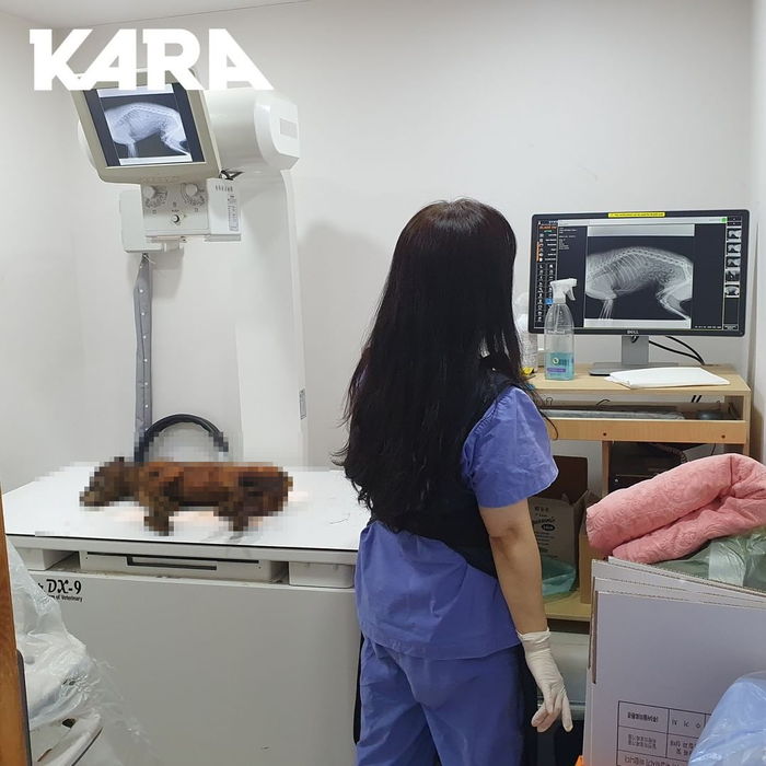 태어난 지 1년 만에 ‘개고기’ 먹는 주인에게 불태워져 살해당한 강아지