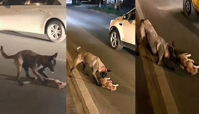 천사 강아지는 차에 치여 쓰러져 있는 아기 고양이를 살리기 위해 최선을 다했다 (영상)