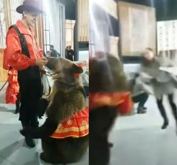얌전하게 앉아 있는 회색곰을 ‘귀여운 곰돌이’로만 생각한 여성의 최후 (영상)