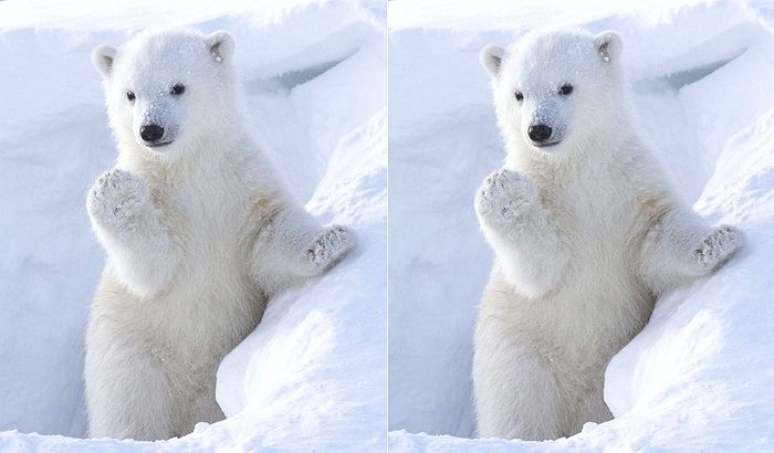 카메라 발견하자 손 번쩍 들어 “안녕♥” 인사해준 ‘세젤귀’ 아기 북극곰