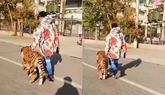 호랑이 무늬로 ‘강제 염색’ 당해 구경거리 됐는데도 주인 옆에 꼭 붙어있는 강아지 (영상)