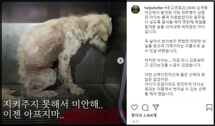구조된 후 일주일 넘게 음식 못 먹은 채 힘겹게 숨만 쉬다가 눈 감은 ‘유기견 삼순이’
