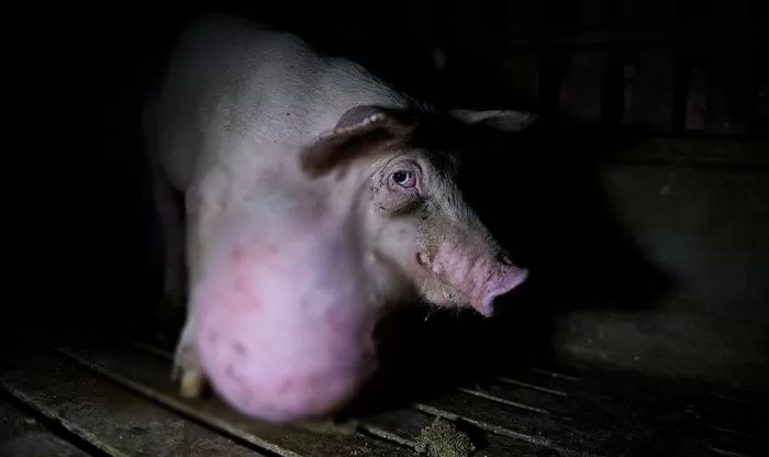 스페인 ‘돼지 공장’의 끔찍한 실체가 공개됐다