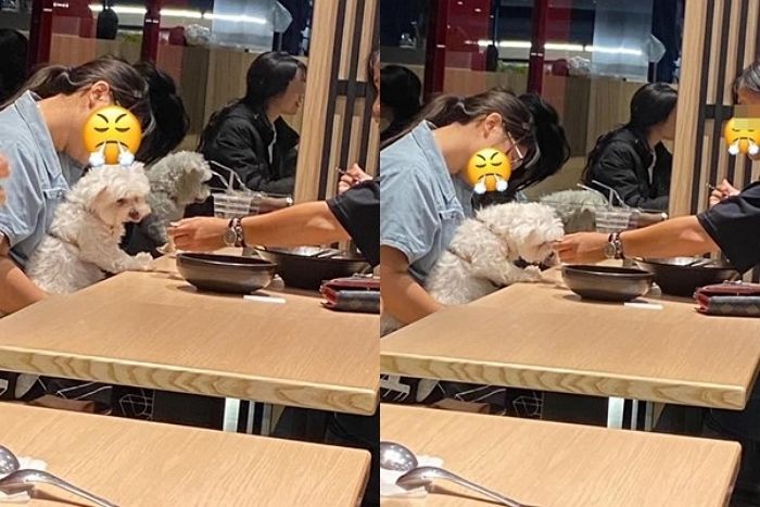 “레스토랑에서 사람 숟가락으로 강아지에게 음식 떠먹이는 ‘개진상’ 손님을 봤습니다”