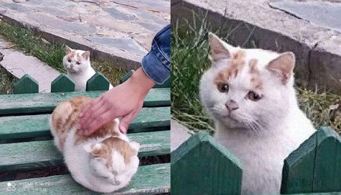 사람 손길 받는 친구 고양이 부러워 ‘냥무룩’해진 길냥이 (사진)