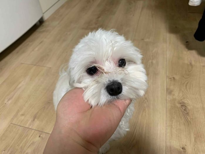 주인이 이사가면서 버리고 간 강아지와 얼떨결에 같이 살게 된 남성이 만들어낸 변화 (사진)