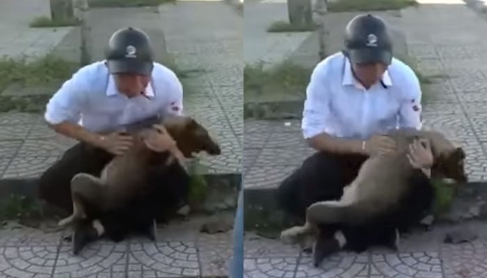 댕댕이 키우는 사람이 보면 무조건 오열하는 로드킬 당한 반려견 안고 펑펑 우는 남성의 영상