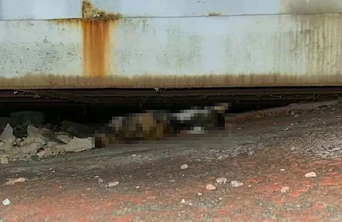 “군산에서 죽은 엄마고양이 옆에서 떠나지 못하는 다섯 마리 아깽이를 구조했습니다”