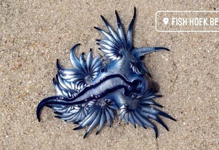 발견하는 즉시 도망가야 한다는 ‘죽음의 독침’ 쏘는 블루 드래곤이 대거 발견됐다
