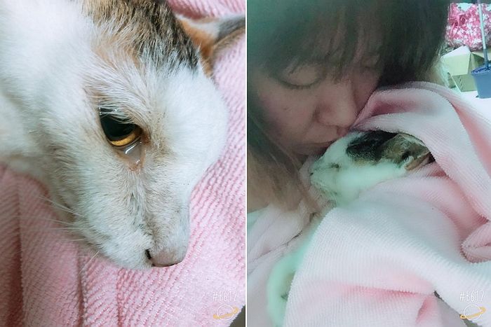나이 들어 오줌 실수하고 집사랑 눈 마주치자 ‘눈물’ 터뜨린 고양이