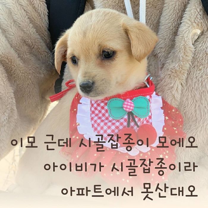 새가족에 입양돼 원피스 입고 갔는데 ‘잡종’이라며 하루만에 버려진 강아지