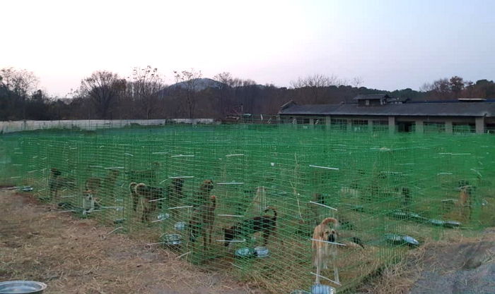 “롯데가 임대해 준 불법 ‘개농장’에서 29년째 강아지들이 죽어 나가고 있습니다”
