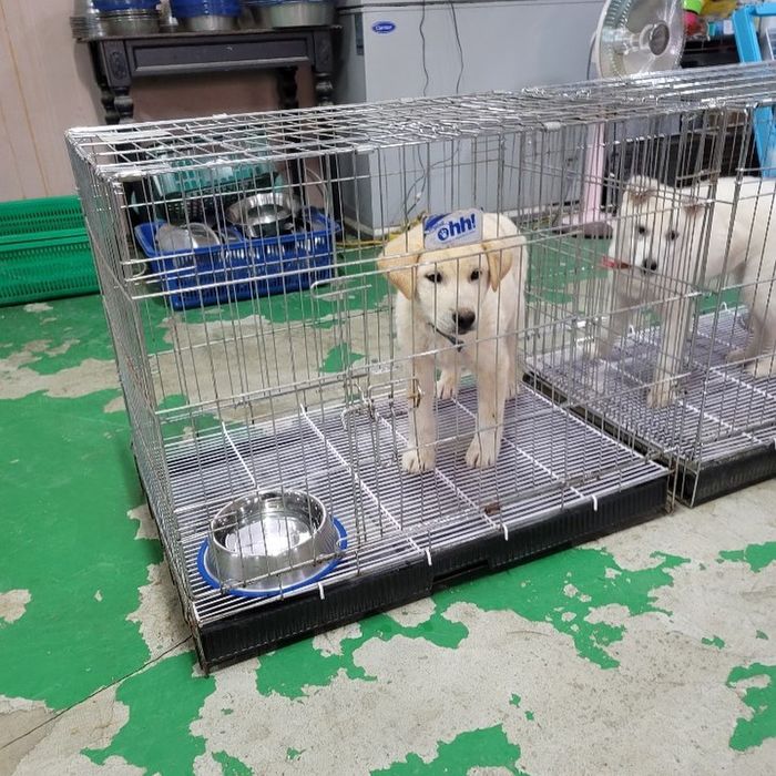 새 가족 만나 기뻐했는데 2주 만에 상자에 꽁꽁 싸여 돌아온 아기 강아지 우솝이