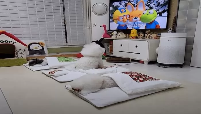 친구들 다 자는데 혼자 ‘뽀로로’ 보느라 안 자는 비숑 댕댕이