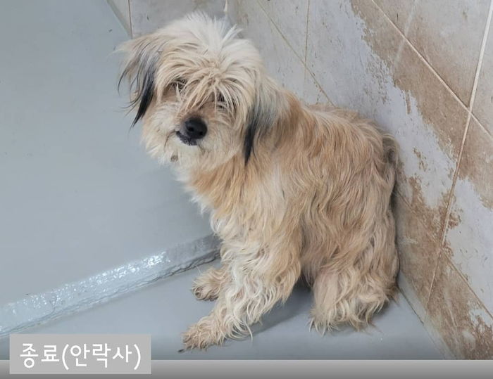 새끼 7마리 데리고 ‘유기견 보호소’ 들어왔다가 홀로 ‘안락사’ 당한 어미개