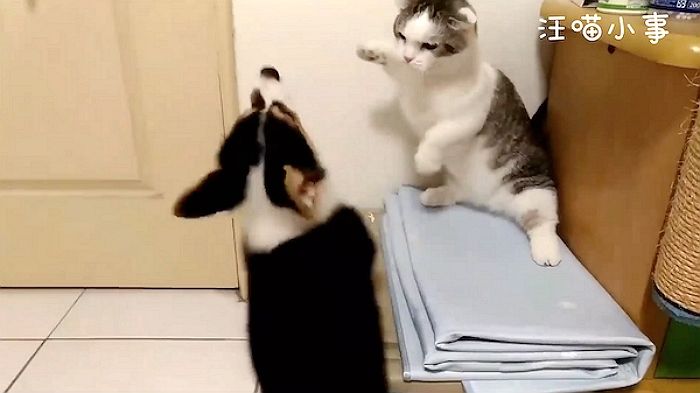 숏다리 먼치킨과 웰시코기가 ‘냥펀치 vs 멍펀치’ 날리면 생기는 일 (영상)