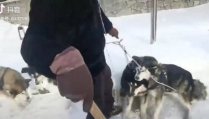 썰매 끌며 평생 착취 당하다 늙으면 개고기집에 팔려 가는 썰매견들