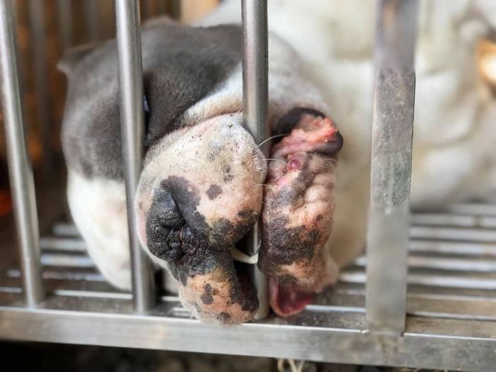얼어 죽기 직전까지 쇠창살 입에 물고 살려달라 애원한 ‘부천 개농장’ 강아지