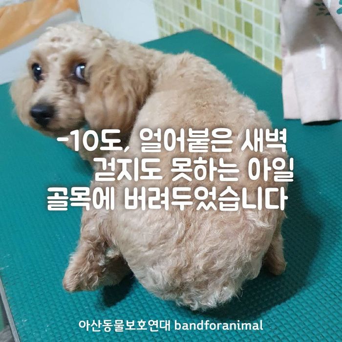 못 걷는다는 이유로 영하 10도 날씨에 아산시 길거리에 버려진 강아지 (영상)