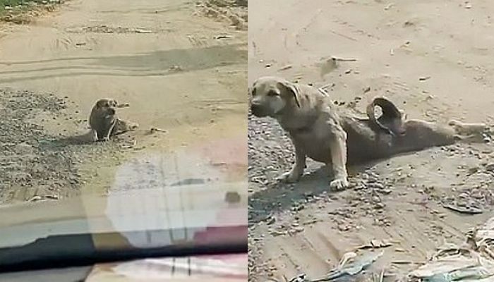 뒷다리 질질 끌며 지나가는 차 세우는 ‘떠돌이’ 강아지 (영상)